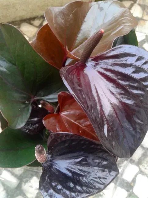 Antúrio branco, chocolate, lilás, rosa e vermelho PLANTA DE INTERIOR