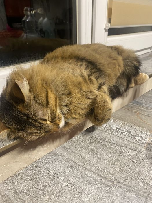 Котик безкоштовно