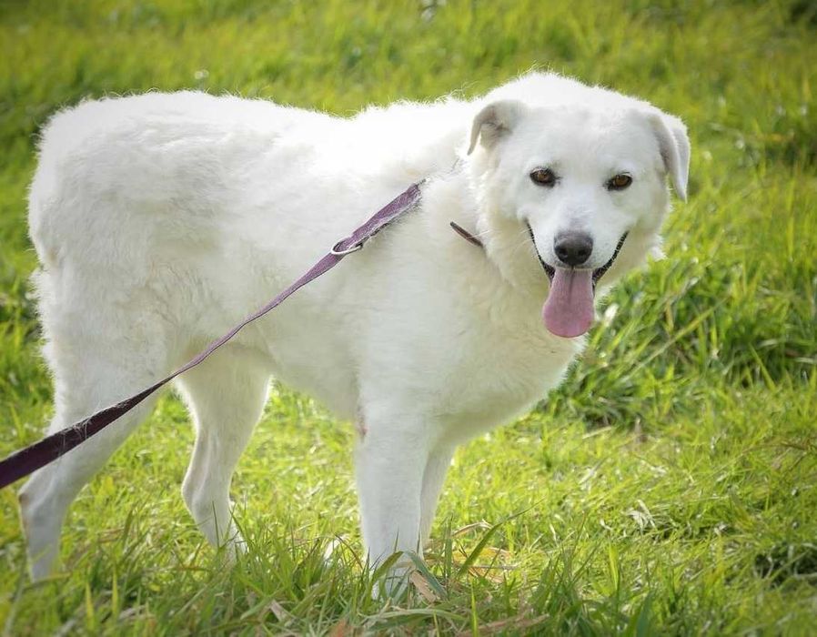 Liza - piękna, biała sunia, trochę wycofana, szuka domu - adopcja.