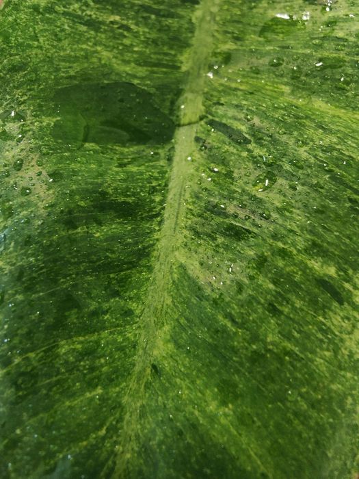 Philodendron paraíso verde // planta interior