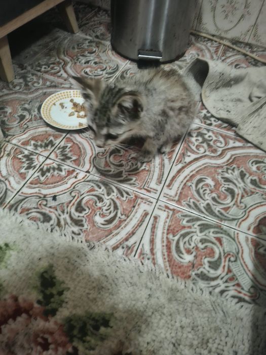 Gatinho para dar meigo ja come