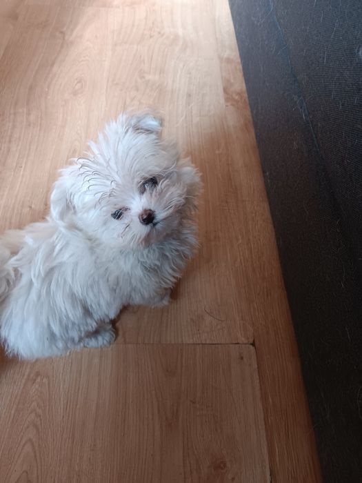 Maltanczyk piesek  miniaturowy