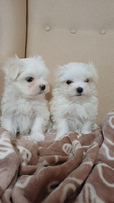 Maltańczyk mini piesek do rezerwacji