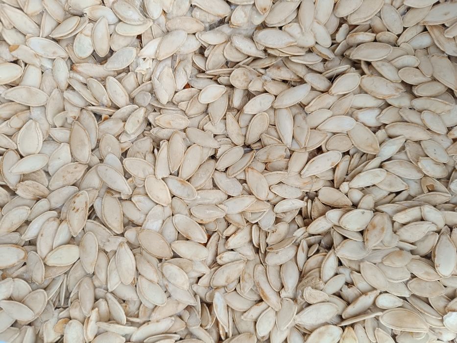 Гарбузове насіння, семена тыквы