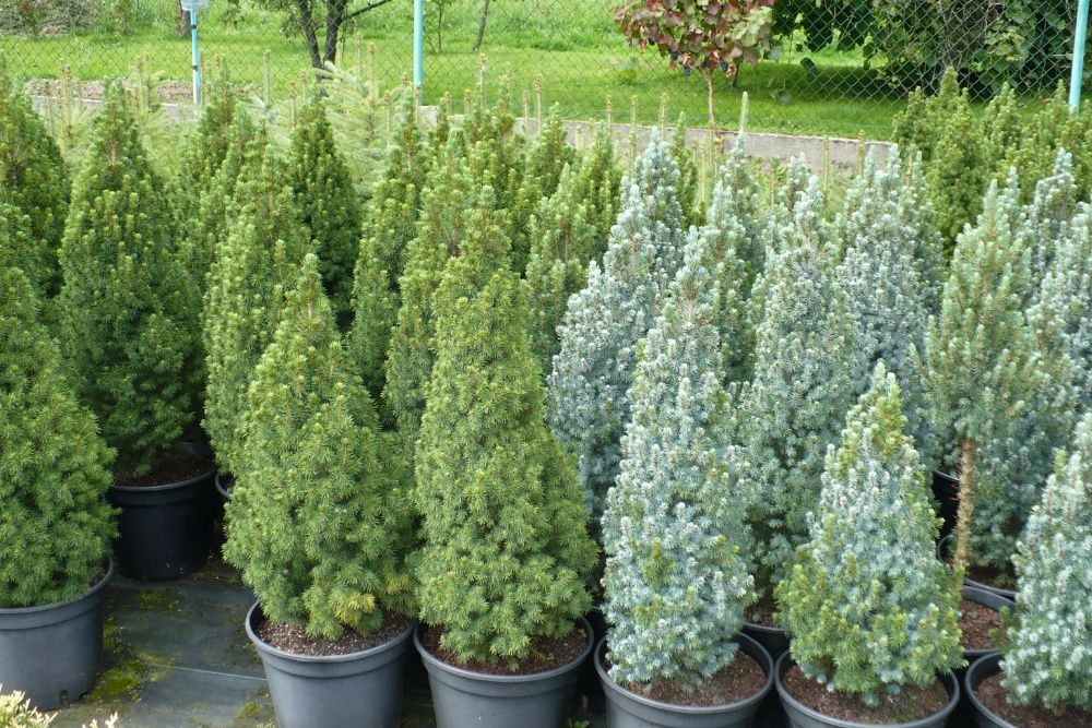 Tuja Szmaragd, Thuja Smaragd, ceny producenta, bez pośredników.