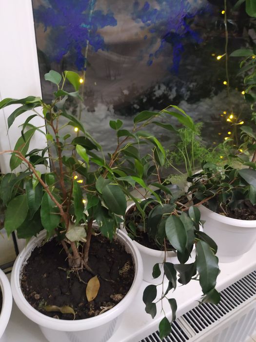 Фикус , комнатные растения