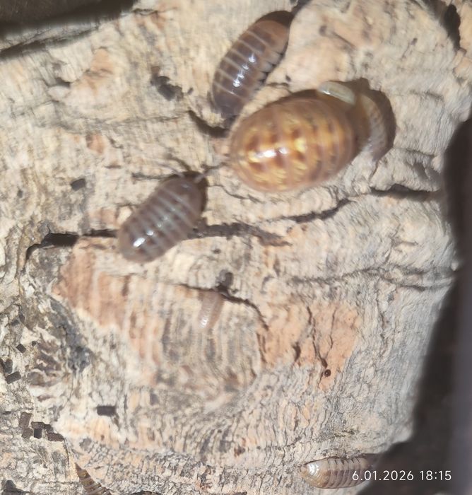 Isopody, 8 gatunków, cała hodowla