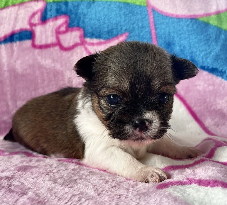 Chihuahua Cudny piesek dlugowlosy KOKO