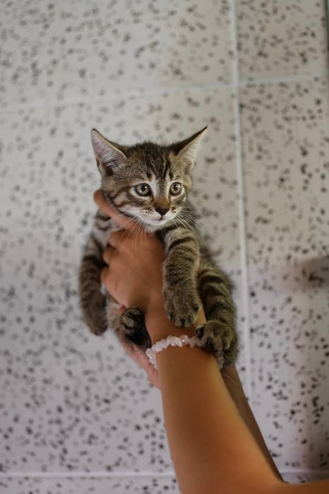 Do adopcji kocięta