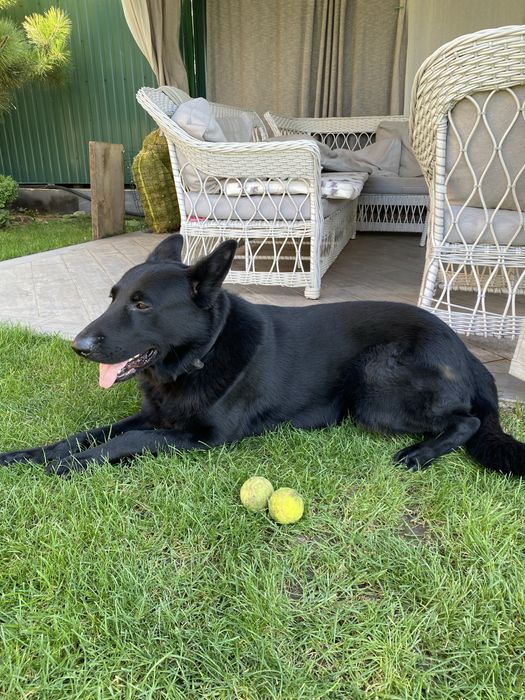 Вязка восточно-европейской овчарки