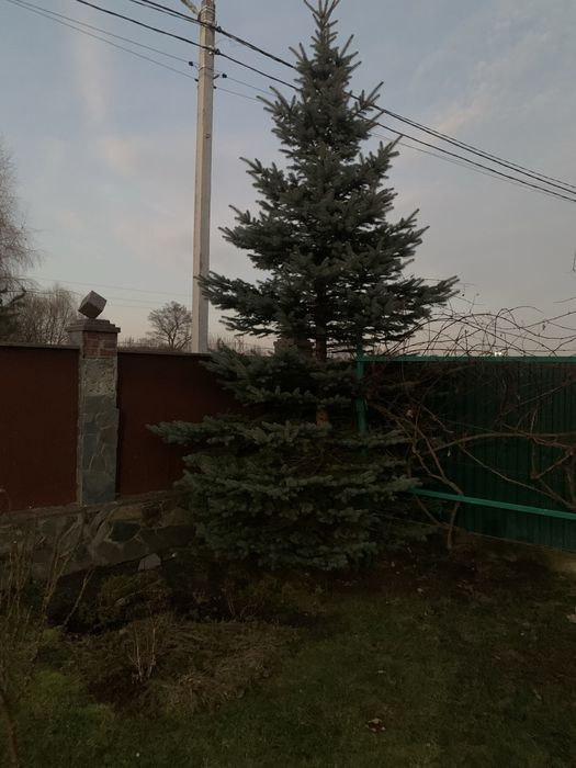 Продам ялинку голубу .