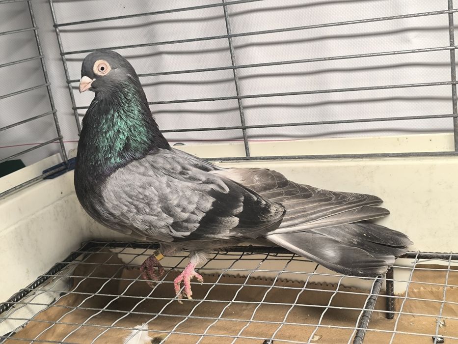 Samiec zamojski bury, kawowy