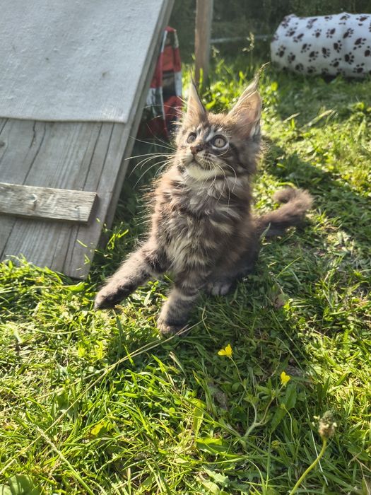 Kocurek Maine Coon
