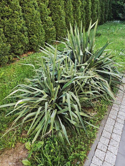 Juki ogrodowe duże