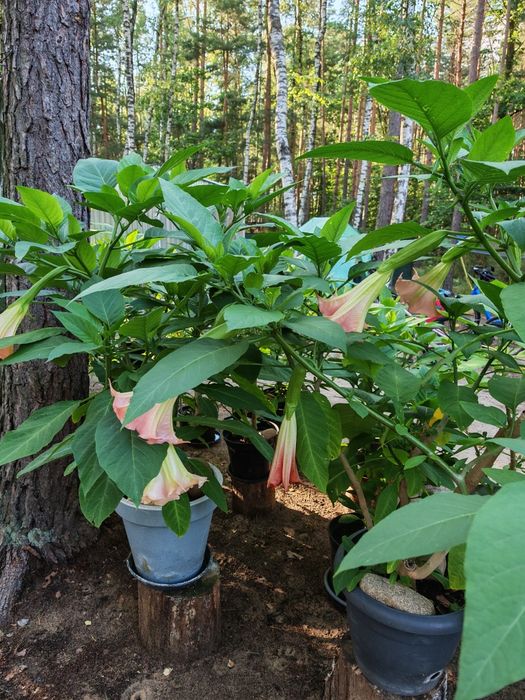 Datura Bieluń Trąby Anielskie Brugmansja brugmansia