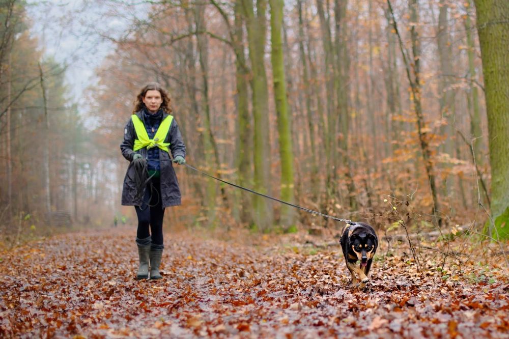 Mini rottweiler czeka na dom