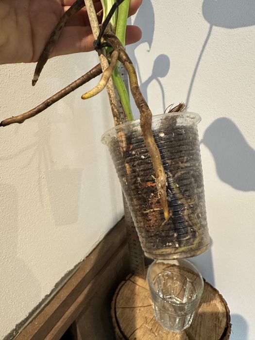 Монстера Monsters deliciosa 'Albo Variegata