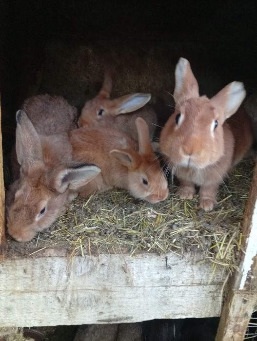 Кролики вакциновані, здорові. Бургундія.