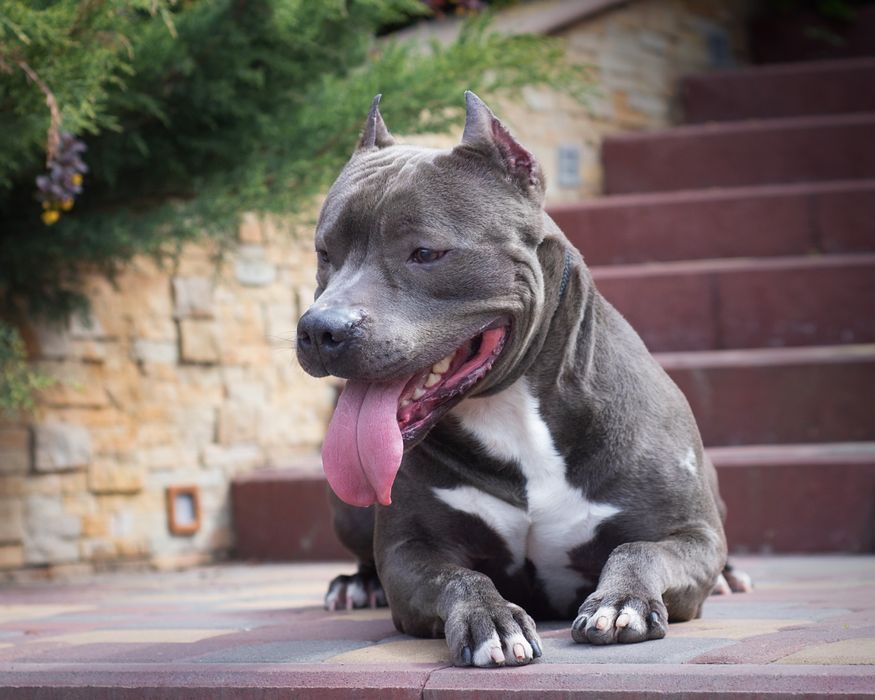 Вязка Амстафф