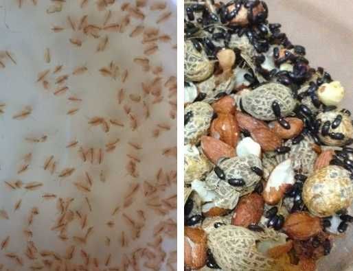 Ostracod/Dáfnia/Planária/Tenébrio/Colembolo/Isópode - alimento vivo