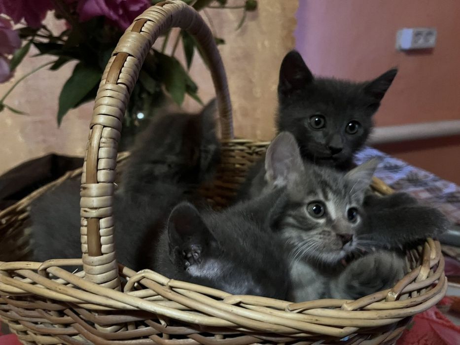 Сіренькі гарненькі кошенята