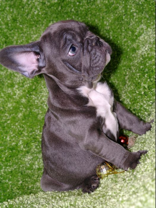 Французські бульдоги чекають саме Вас