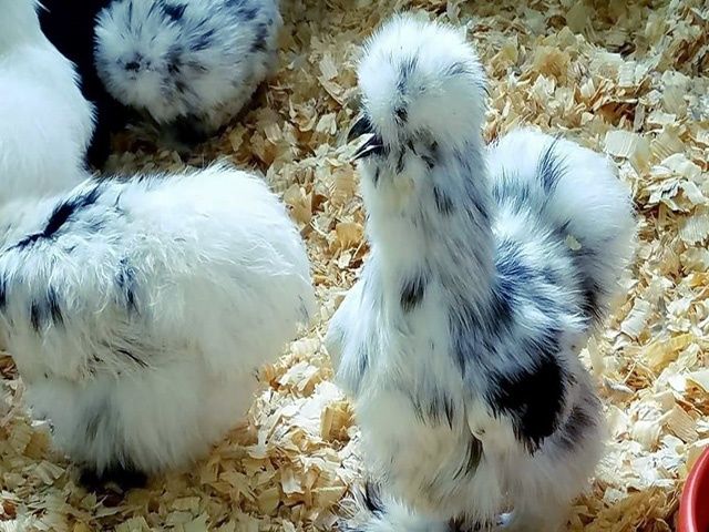 Яйце на інкубацію від пород.курей Китайські шовкові палева,спліш,чорна