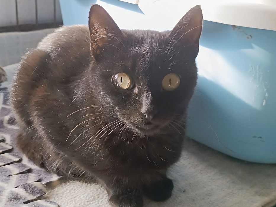 2 Gatas pretas Juvenis para Adoção!