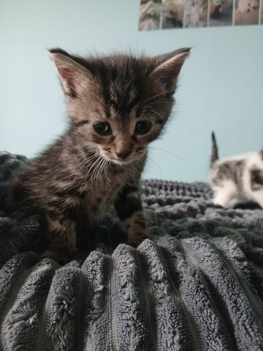 Oddam kotki w dobre ręce