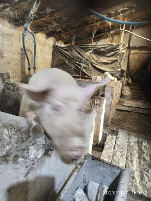 Продам кнура , велика біла