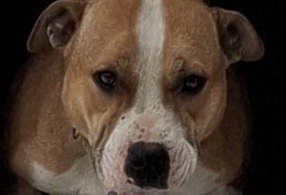 Цуценята Амстафф