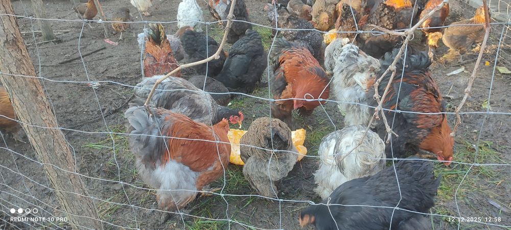 Koguty i kury  Brahna, kochin olbrzymi