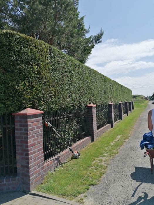 Chełm i okolice-Skracanie  Tuii, Koszenie trawy, wycinka drzew.