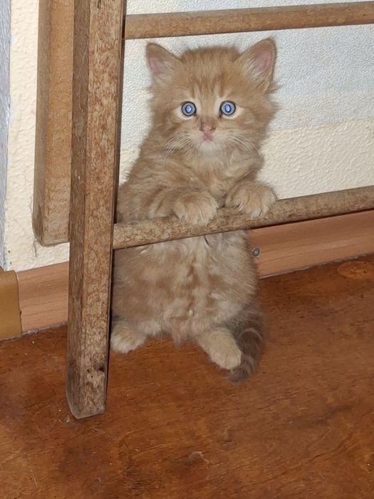 Руді кошенята на щастя, котеня