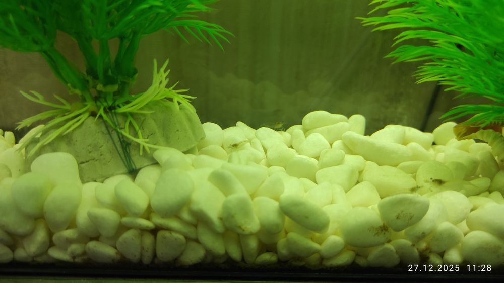 Аквариум , креветки , растения