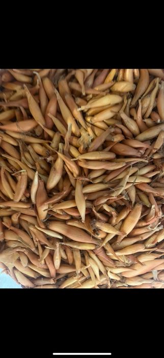 Продам часник та цибулю