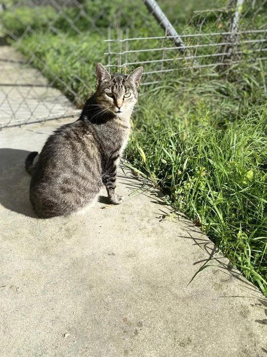 Kotka Nóżka do adopcji!