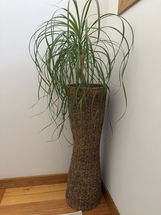 Vaso alto (sem planta)