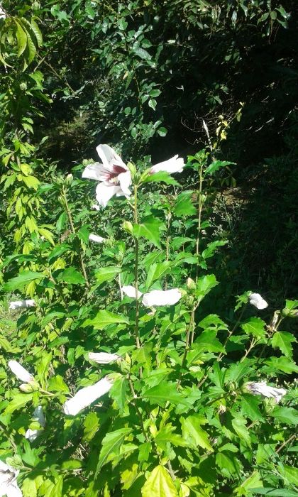 Hibisco, planta árvore adorno