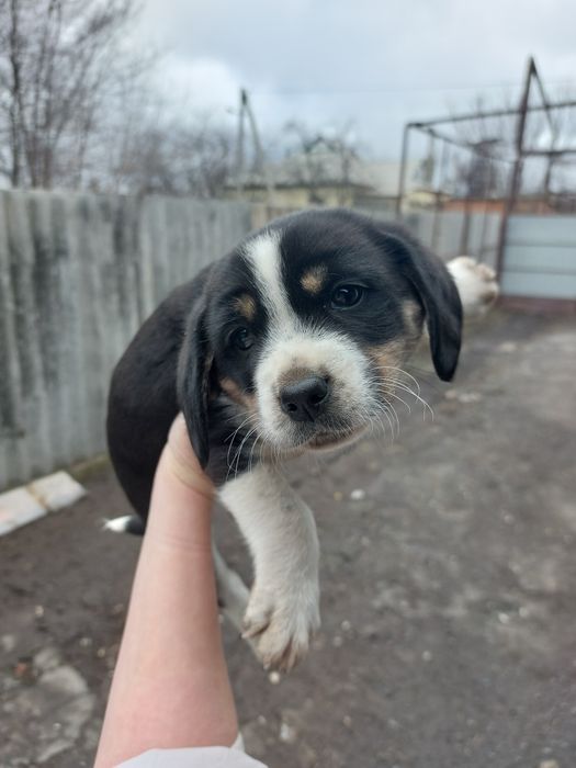 Цуценята в добрі руки