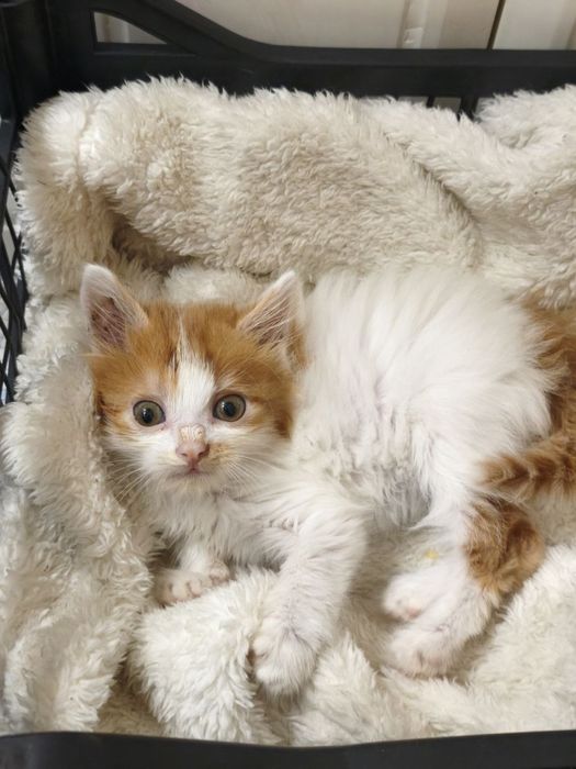 Котенята в найкращу родину