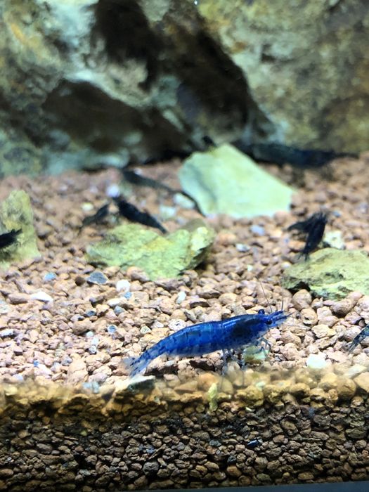 Camaroes azuis e amarelos (neocarodina)