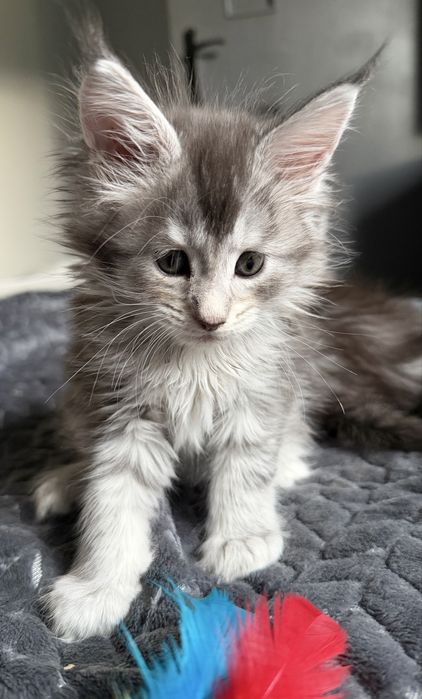Kotka Maine Coon FPL