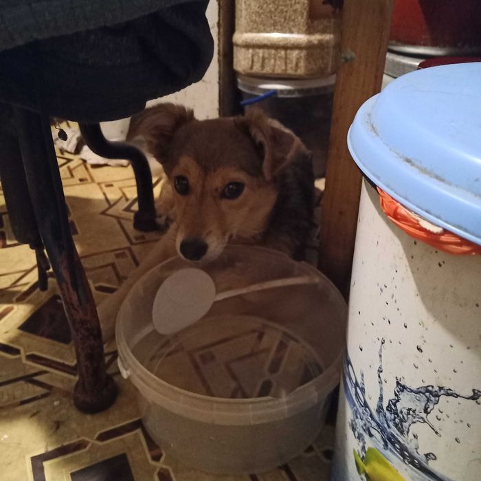 Маленька стерильна собака