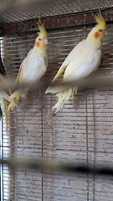 Caturras   forpus  periquitos australianos