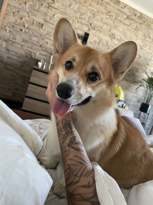 Вельш Корги Пемброк вязка бобтейл