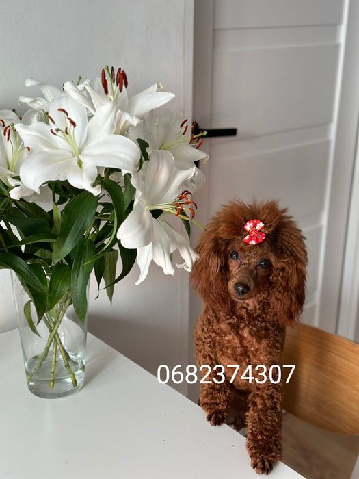 Щенки той пуделя