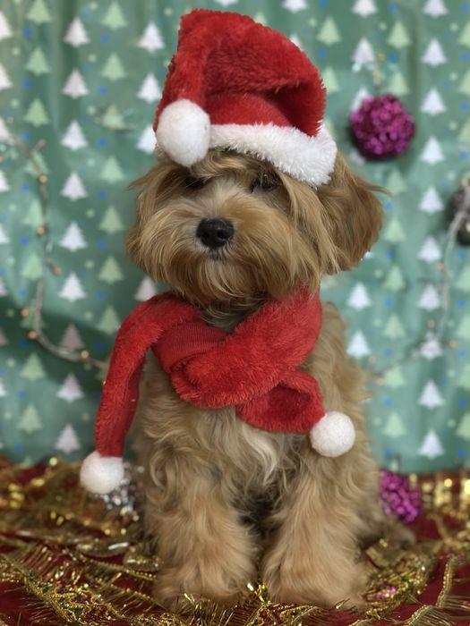 Мальтипу для Вас,кобелек