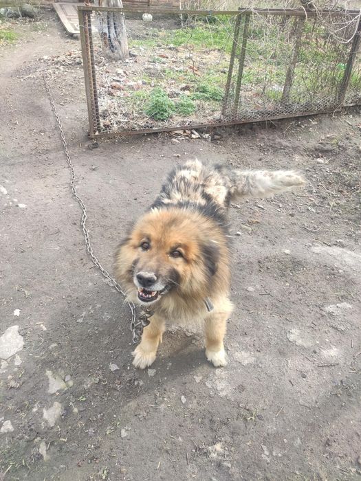 Собака в добрі руки