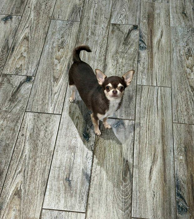 Chihuahua dorosła suczka